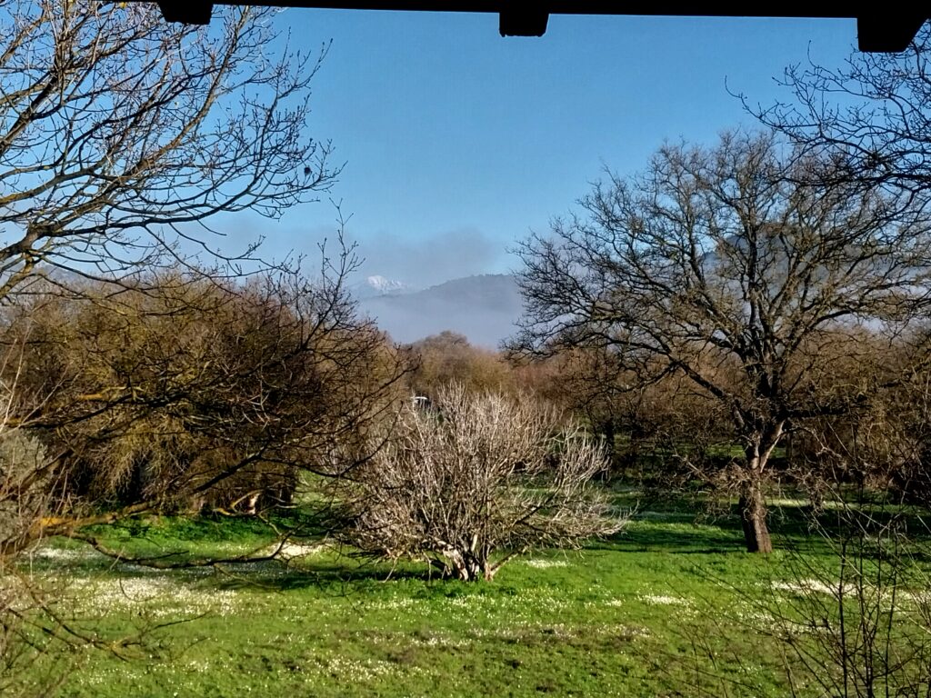 Field with wild flowers in Kayakoy