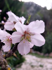 Blossoming walnut tree at Villa Eden, Kayaköy