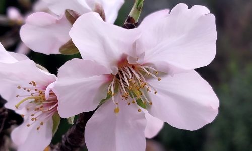 Blossoming walnut tree at Villa Eden, Kayaköy